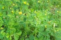 Medicago lupulina