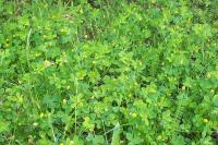 Medicago lupulina