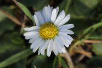 Bellis perennis