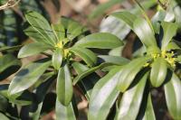 Daphne laureola