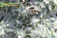 Cirsium vulgare