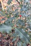 Ilex aquifolium