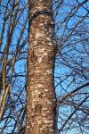 Prunus avium