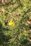 Ulex europaeus