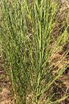 Cytisus scoparius