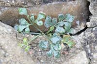 Asplenium ruta-muraria