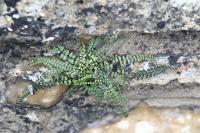 Asplenium trichomanes