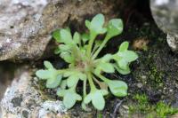 Saxifraga tridactylites