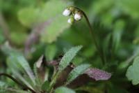 Draba verna