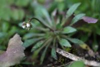 Draba verna