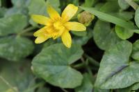 Ficaria verna