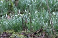 Galanthus nivalis