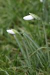 Galanthus nivalis