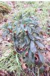 Euphorbia amygdaloides