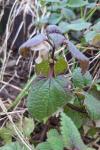 Lamium album