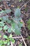 Rubus fruticosus