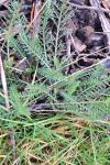 Achillea millefolium