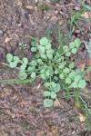 Cardamine hirsuta
