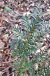 Taxus baccata