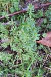 Galium aparine