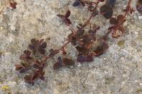 Oxalis corniculata