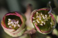 Helleborus foetidus