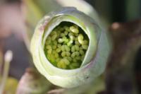 Helleborus foetidus