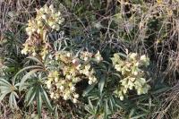 Helleborus foetidus