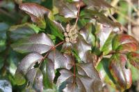 Berberis aquifolium