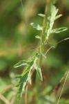 Verbena officinalis