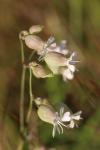Silene vulgaris