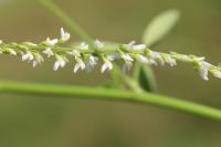 Melilotus albus