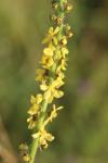 Agrimonia eupatoria