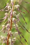 Himantoglossum hircinum