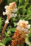 Orobanche picridis-hieracioidis