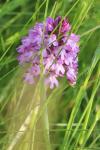 Anacamptis pyramidalis