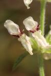 Stachys recta