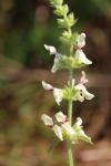 Stachys recta