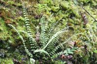 Asplenium trichomanes