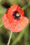 Papaver rhoeas