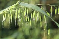 Avena fatua