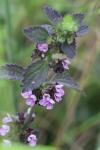 Ballota nigra