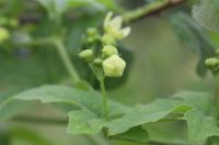 Bryonia dioica