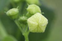 Bryonia dioica