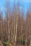 Betula pubescens