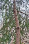 Taxus baccata