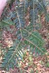 Abies alba