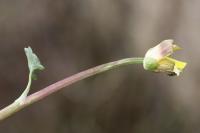 Ficaria ambigua