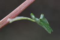 Ficaria ambigua