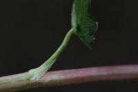 Ficaria ambigua